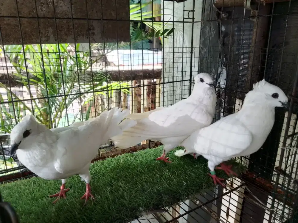 Burung Dara Putih 3 Ekor