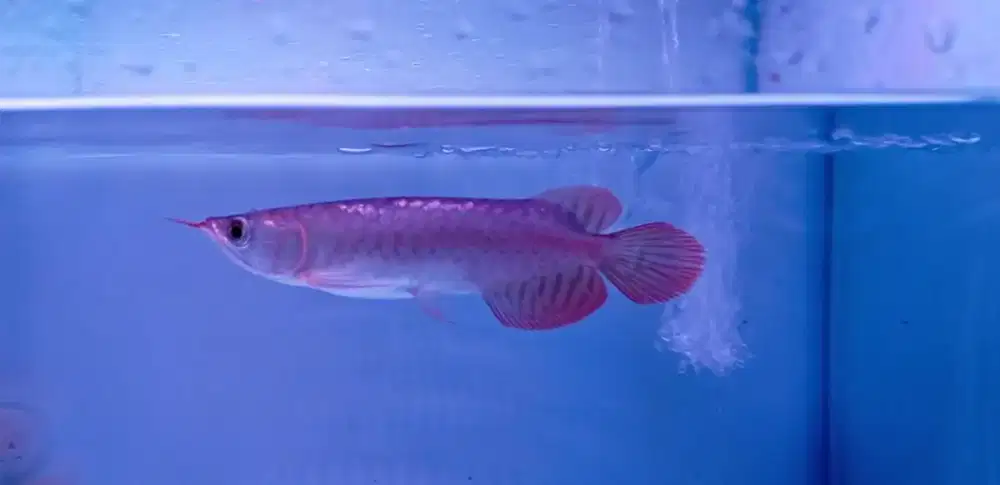 Arwana super red 20cm