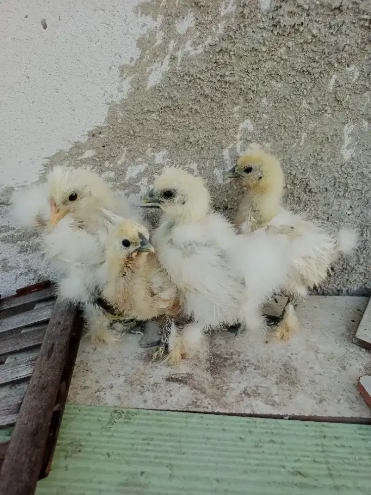 Ayam hias American Silkie ori