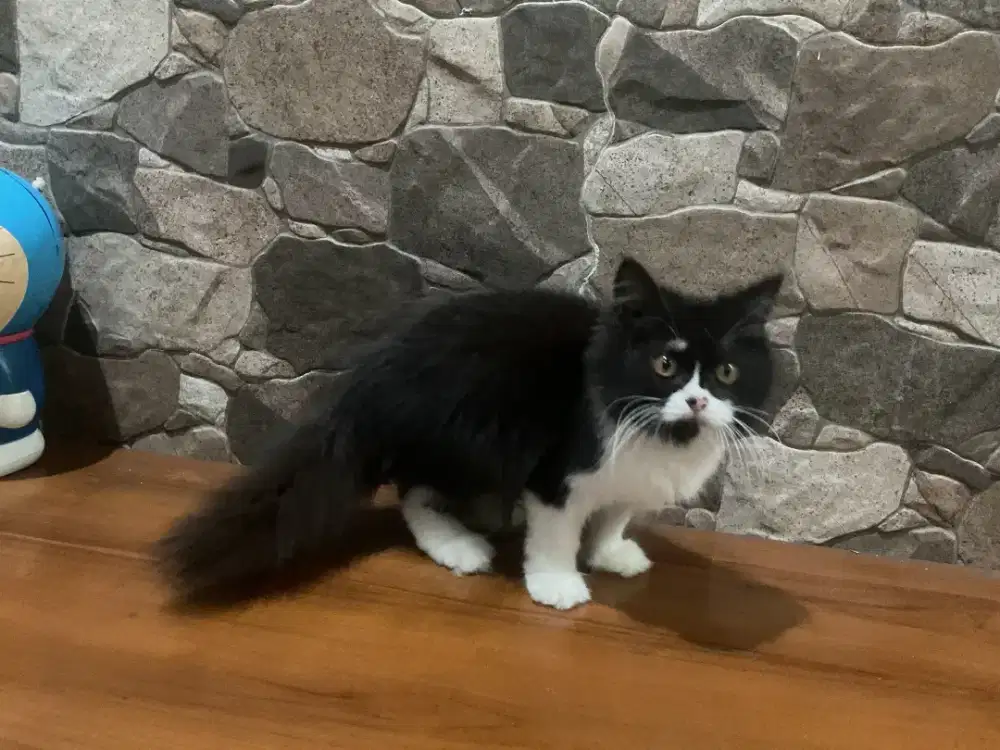 Munchkin NS betina 3 bln