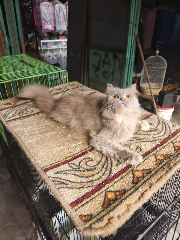 Persia betina 7 bulan