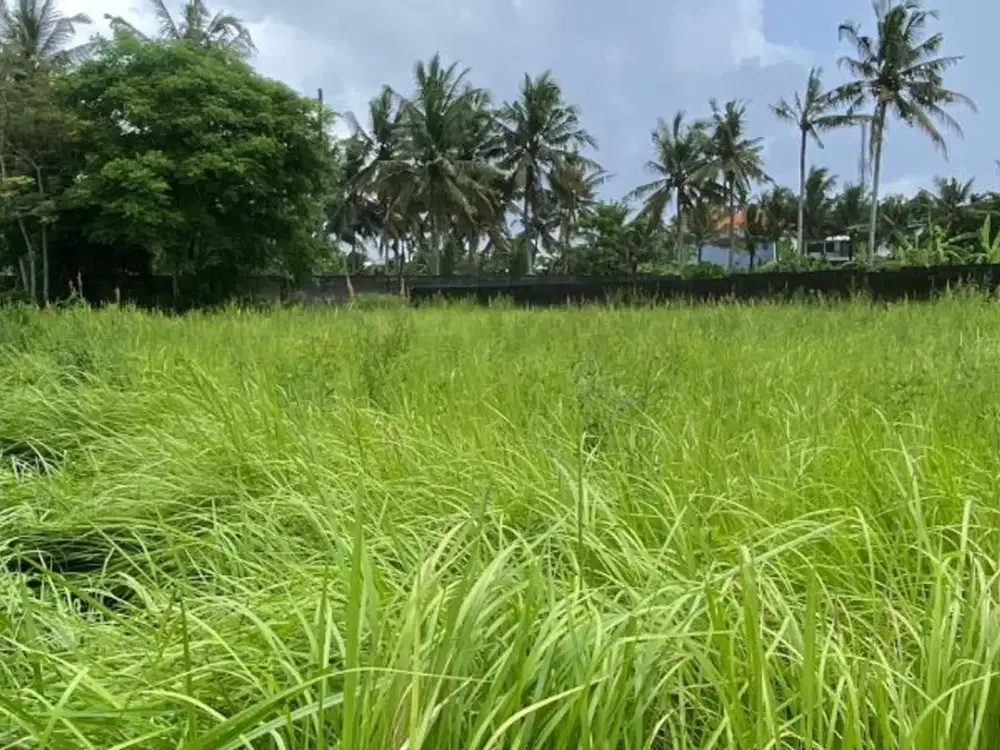 TANAH BAGUS DAN STRATEGIS 20 ARE DI UBUD GIANYAR
