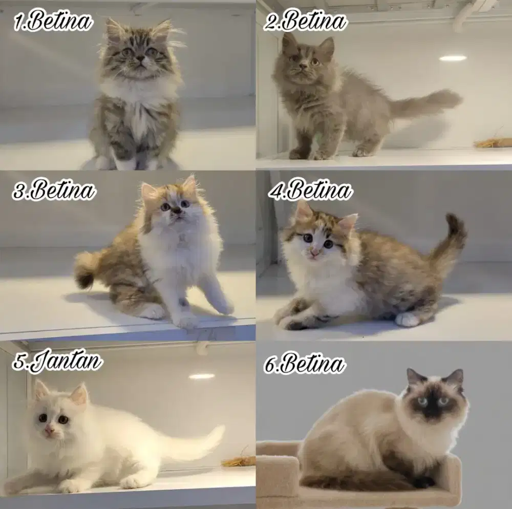 Kucing Persia lucu menggemaskan