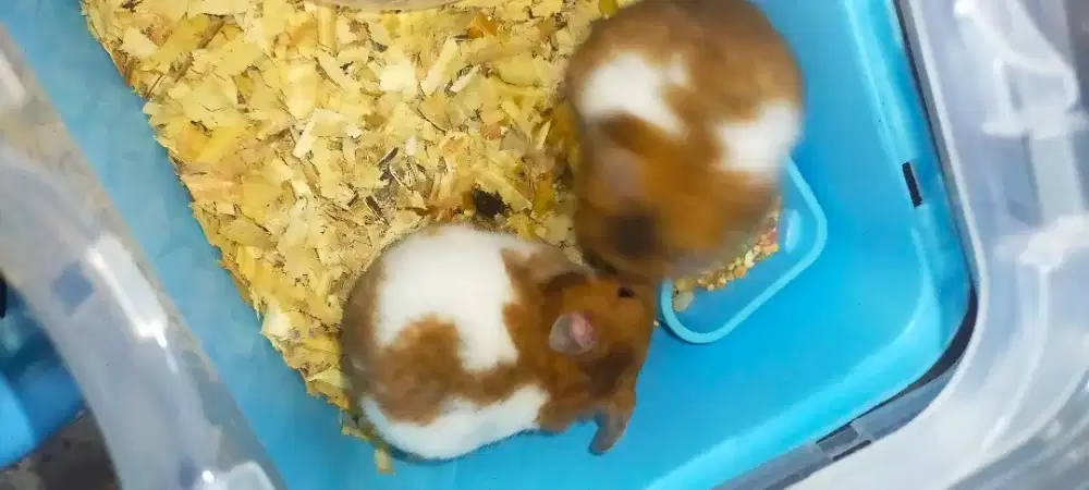 Dijual Sepasang Hamster