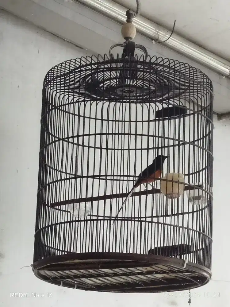 Muray PE 18 - 19 Ex Prestasi