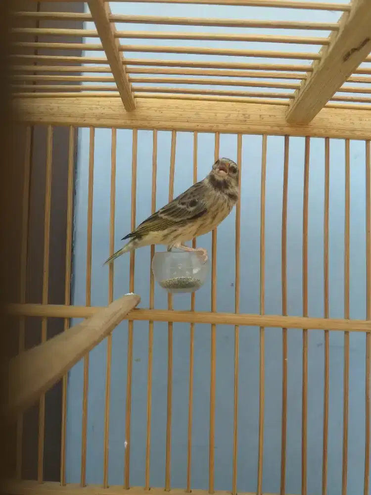 Burung blackthroat betina