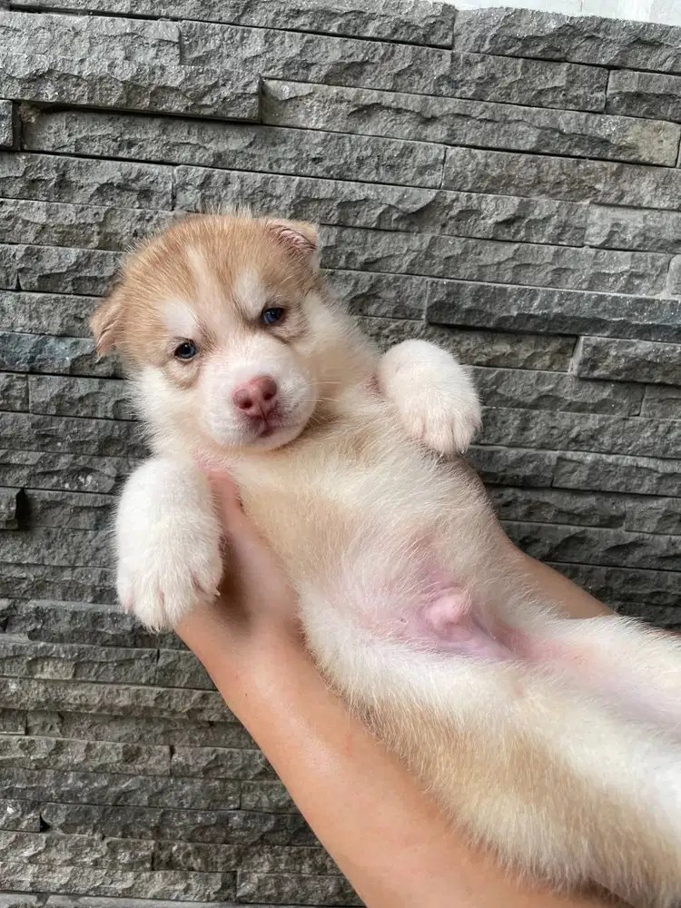Open Book Male Cold Light Red Siberian Husky Superior Quality