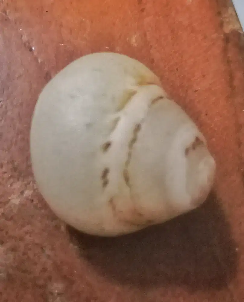 Keyong buntad mengkristal.