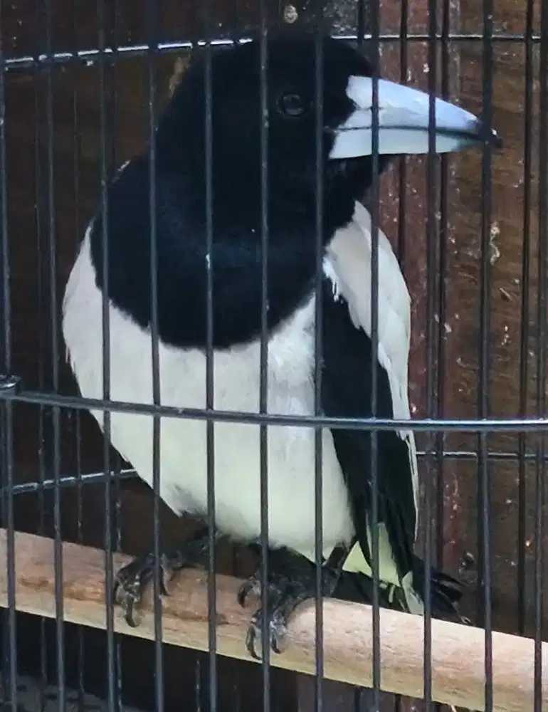 Jagal Papua dorong ekor