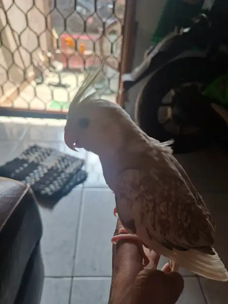 Burung falk Cf cinamon