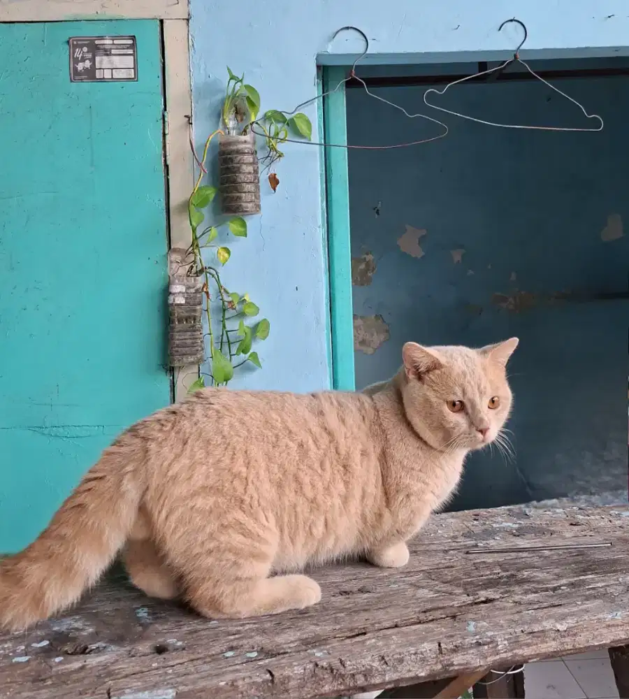 bsh x munckhin jantan