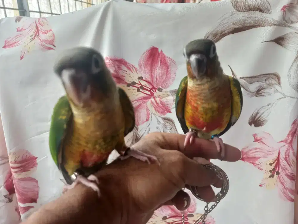 Yellow side conure jantan