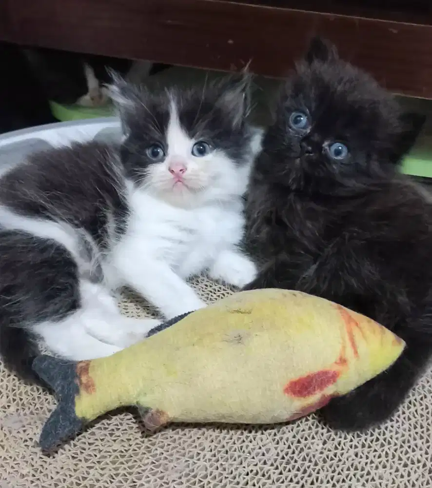 Kitten persia longhair bulu kapas