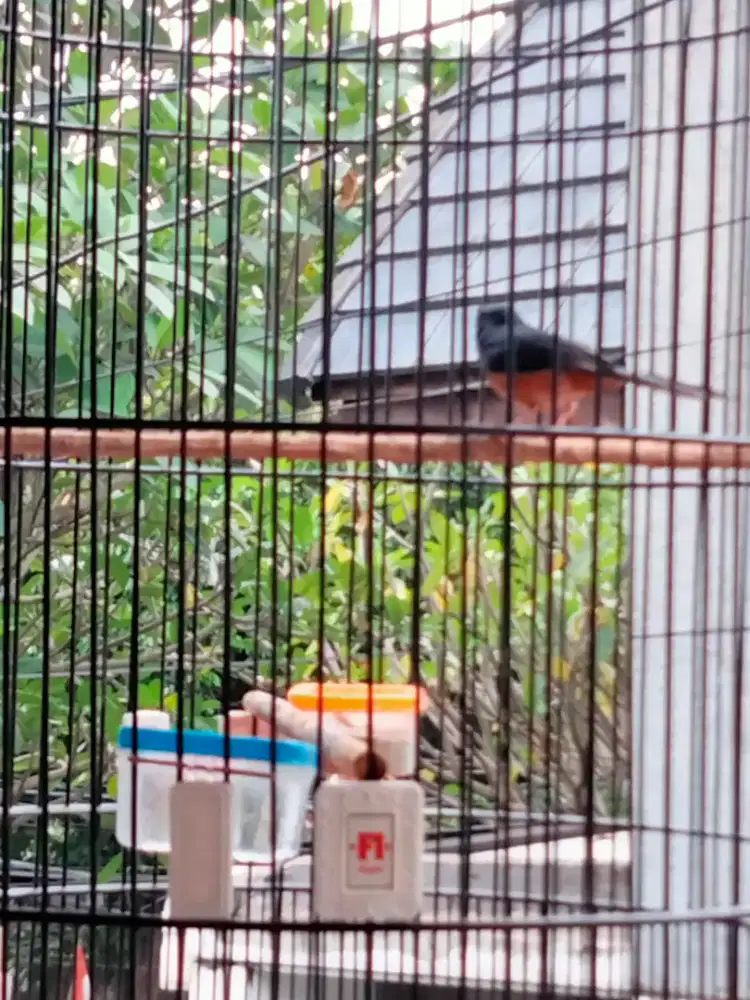 Burung Murai muda hutan murah