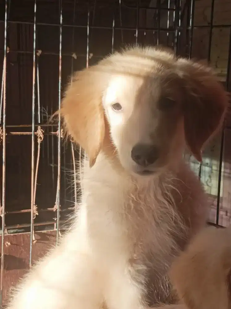 Golden puppies betina