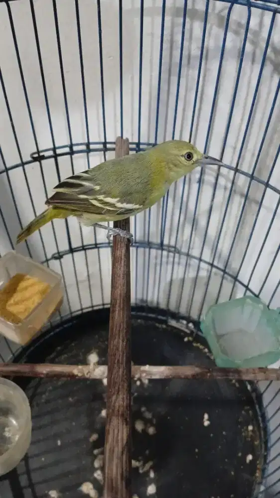 Cipow jantan mulus no cacat rajin bunyi