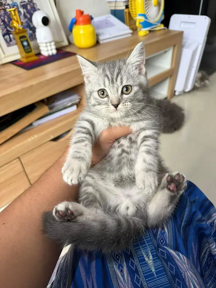 British Short Hair Jantan usia 3 bulan