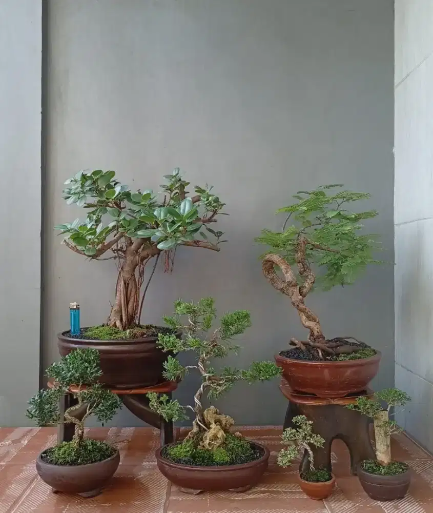 Borongan murah mini bonsai ada 6 pohon