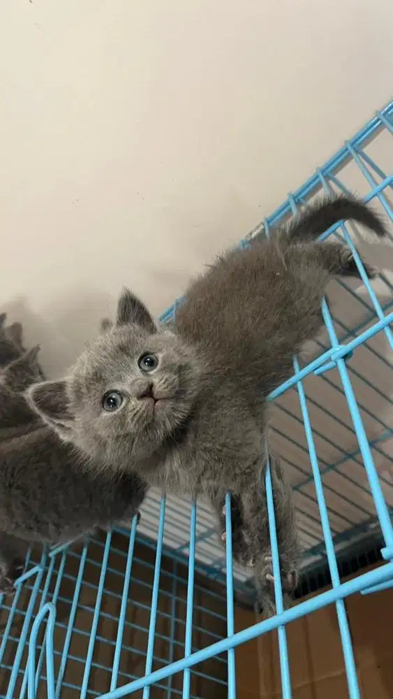 kucing british shorthair