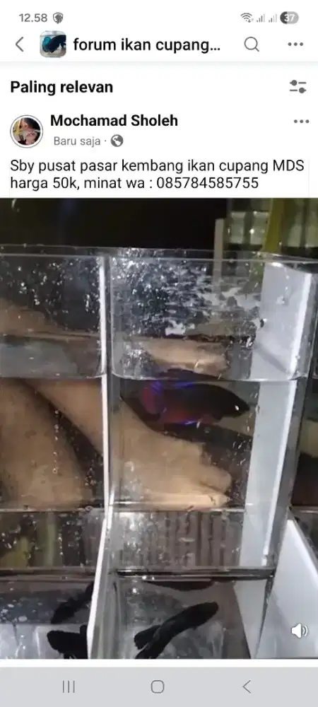 Ikan cupang MDS superr