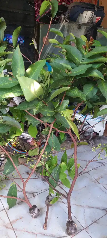 Cangkok Jambu Citra Madu