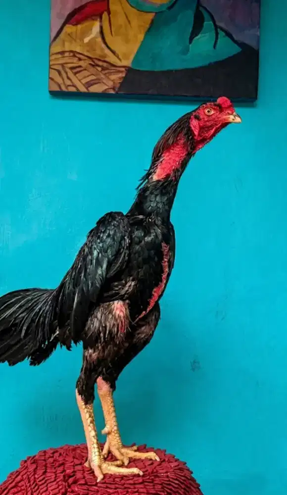 Ayam Bangkok x pakhoy