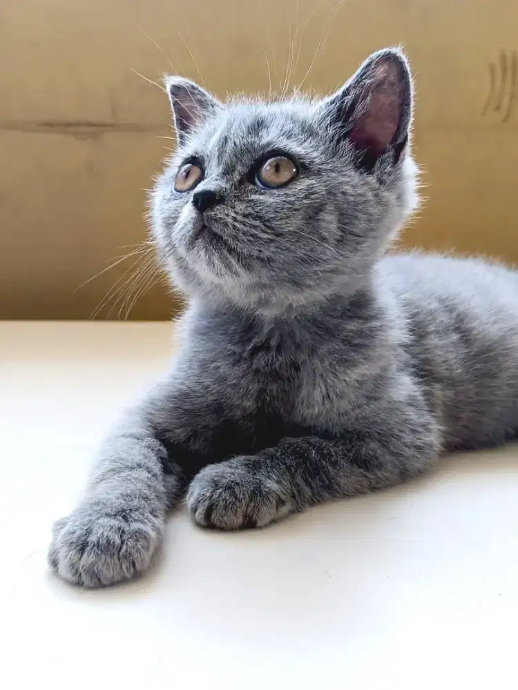 Kucing BSH Blue Solid Jantan