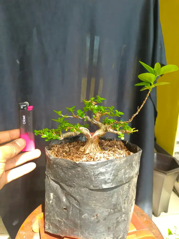 Bonsai ketshisubo dan sitho