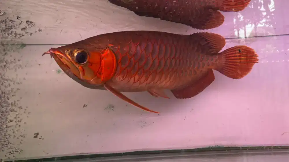 Arwana Super Red