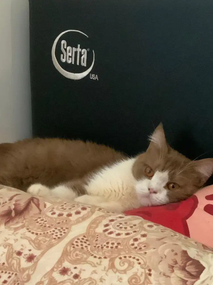 BSH British Shorthair Cinnamone Bicolor Female Import