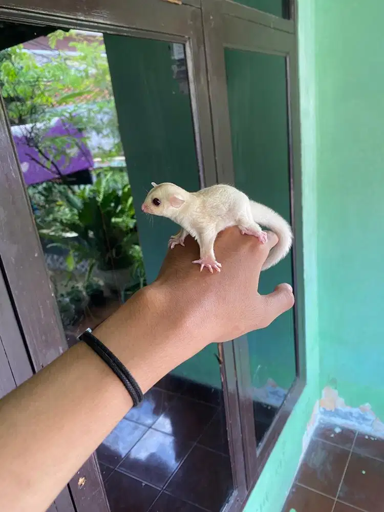 sugat glider creamino