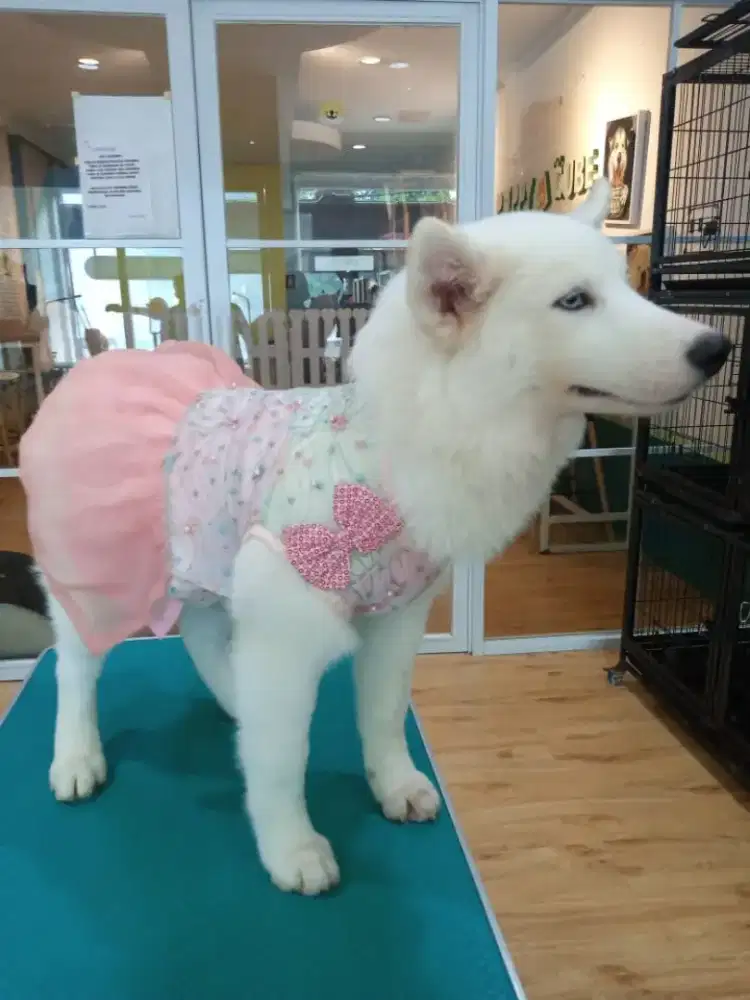 Kenel boy mengurus hewan