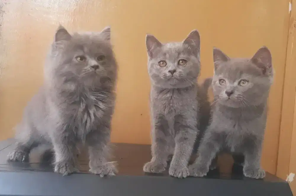 KUCING BSH BLH BRITISH SHORTHAIR SF MUNCHKIN RAGDOLL EXO PEAKNOSE