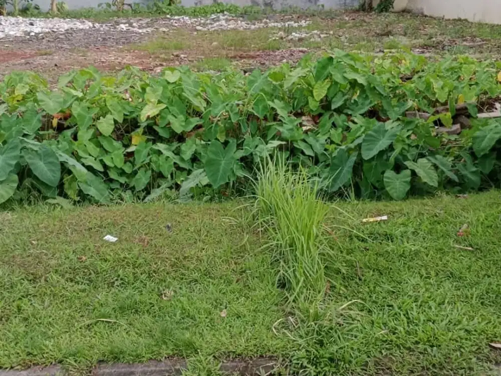 DIJUAL KAVLING SIAP BANGUN HADAP TIMUR JALAN LEBAR SUDAH HAK MILIK TERMURAH DI GADING SERPONG