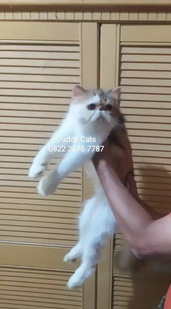 Peaknose Calico Adult Betina Siap Anter Sendr Jateng Pembyarn diRmh