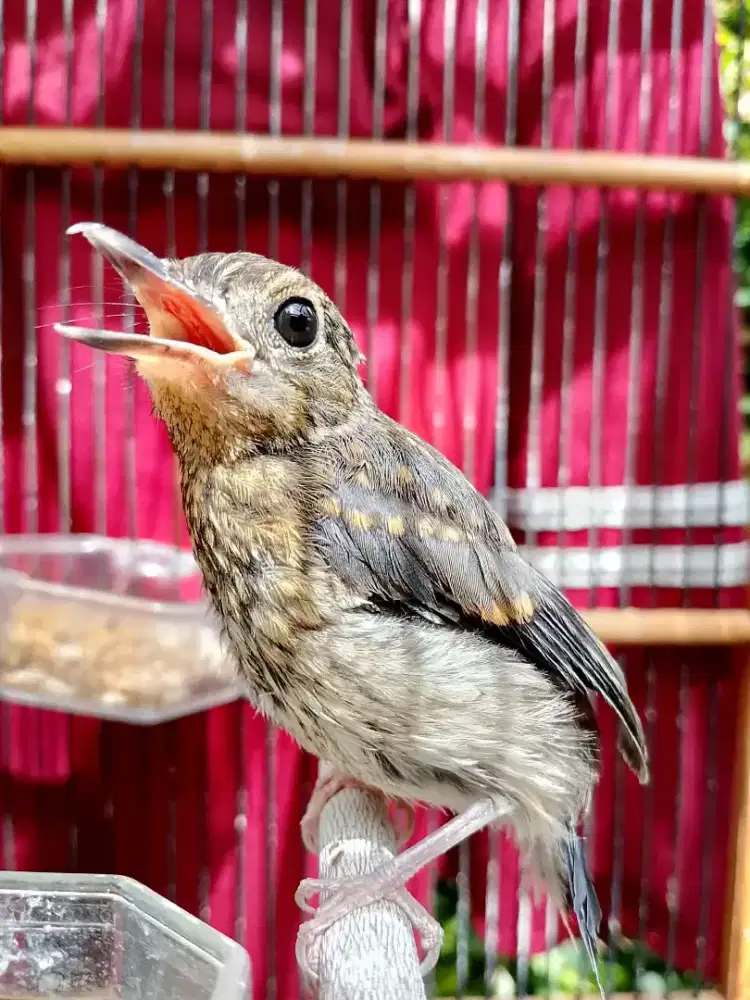 Tledekan Trotol merapi