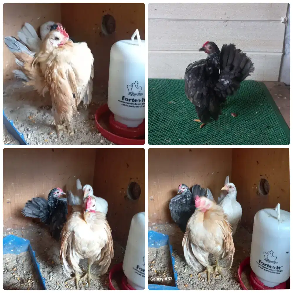 Sepasang serama selam