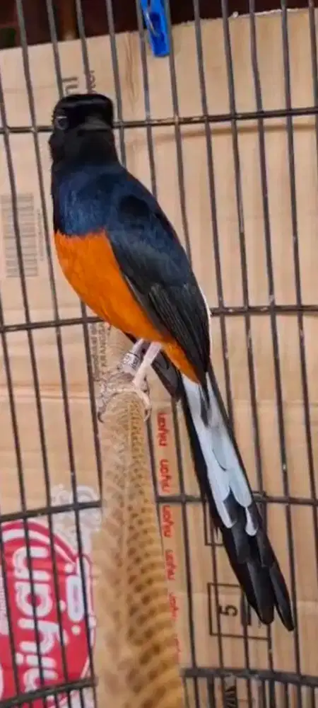 Murai Seri F buat lomba