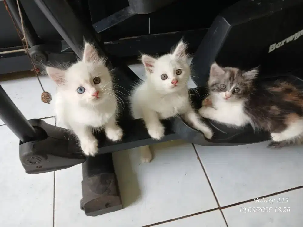 Kitten Anak Kucing Persia