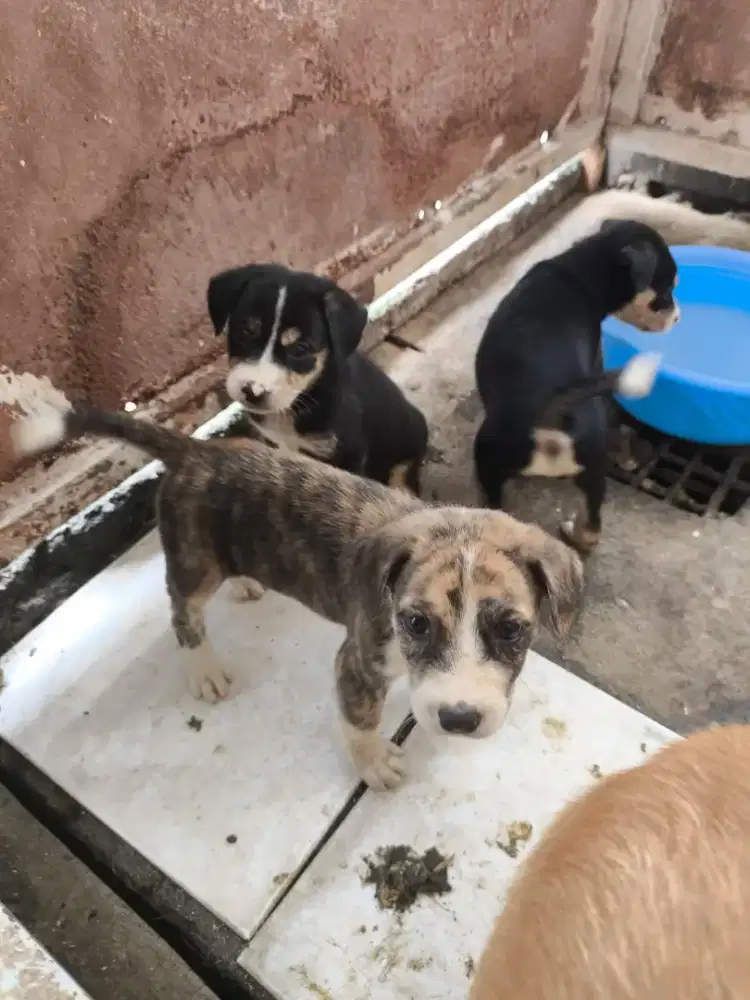 Jual Anak Anjing Doberman Mixed Kintamani sudah diberi obat cacing