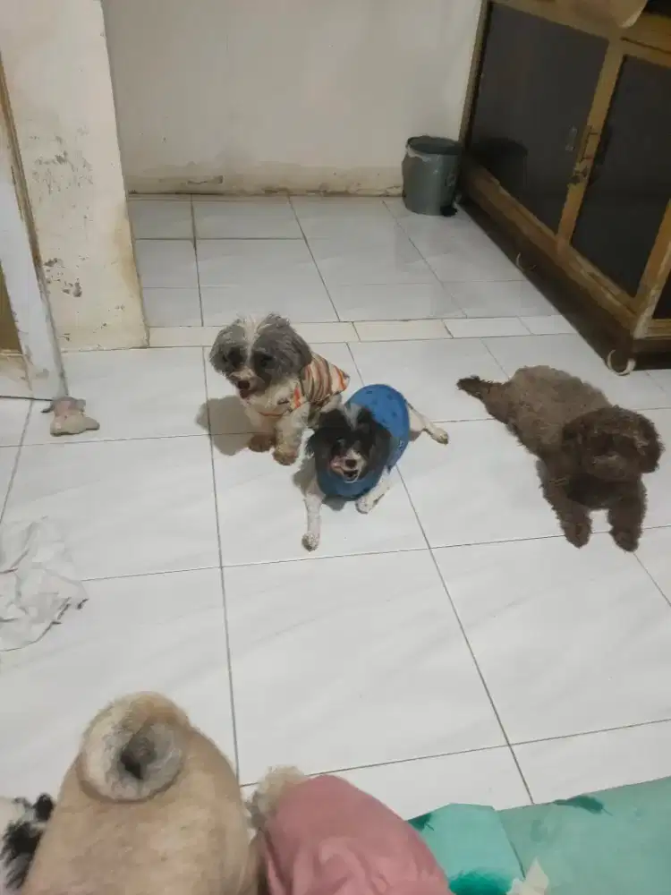 Sale toy poodle