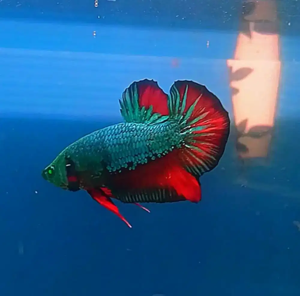 6 ekor ikan cupang jenis red Halfmoon dan Giant bonus 8 ekor glowfish