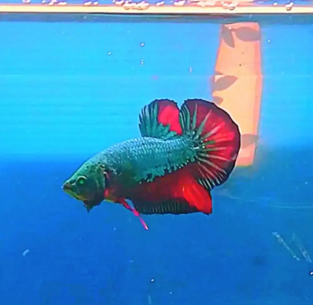 7 ekor ikan cupang jenis red Halfmoon dan Giant