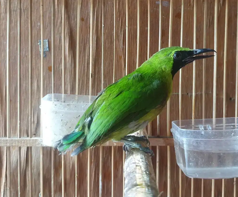 Jo bahan prospekan dorong ekor