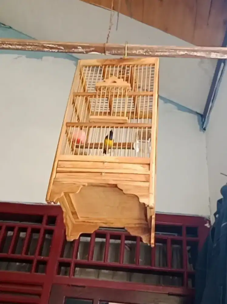 Burung  Sogon Jantan