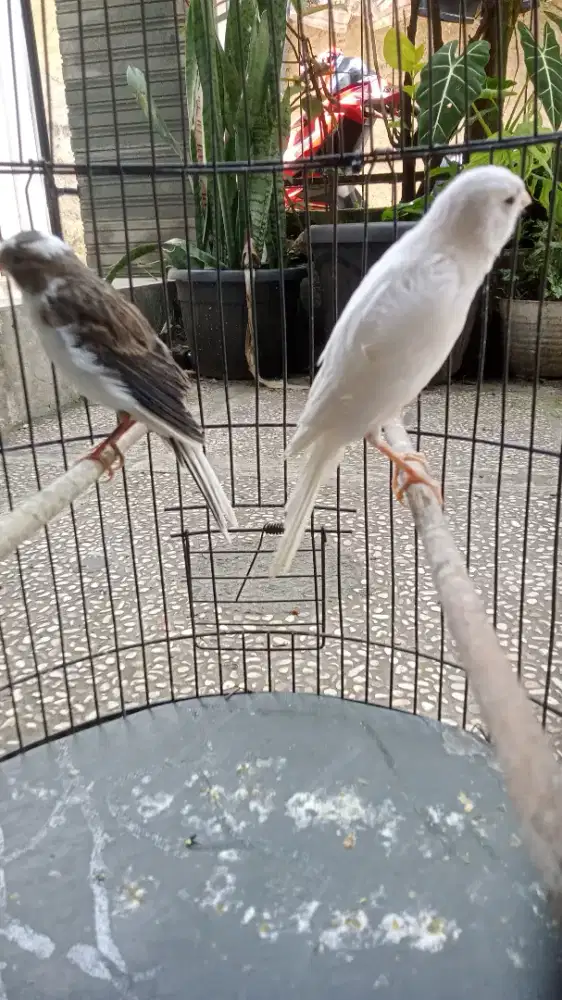 Kenari Putih dan Abu Putih Paud