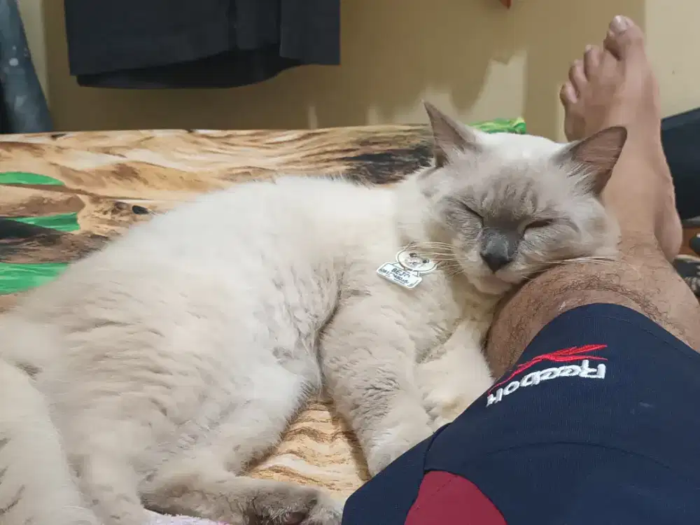 Lepas adopsi himalaya jantan usia 1 tahun 1/2