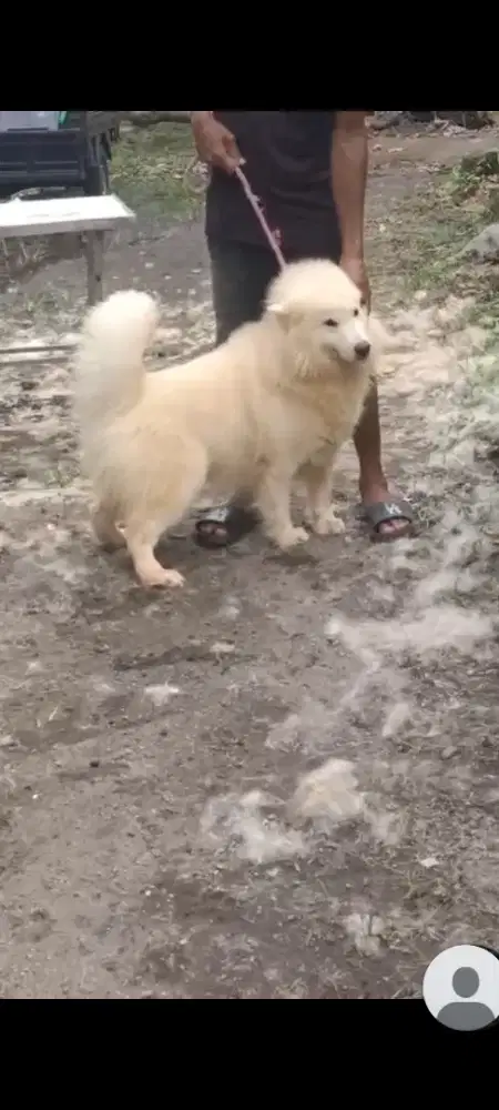 Alaska malamute jantan