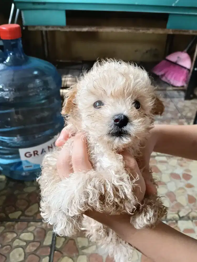 baby poodle ( for sale )