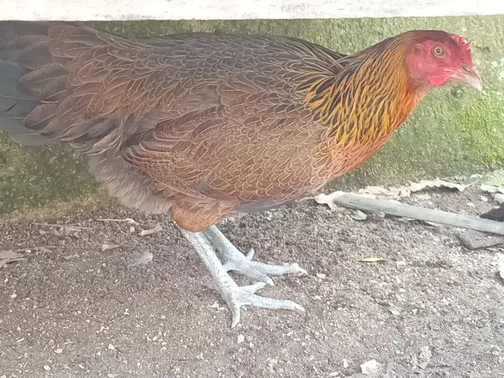 Ayam Pelung Betina Umur 1,4 Tahun Sudah Bisa Bertelur